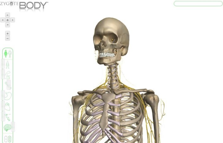 Zygote Body: Visor 3D del cuerpo humano basado en Google Body – NeoTeo