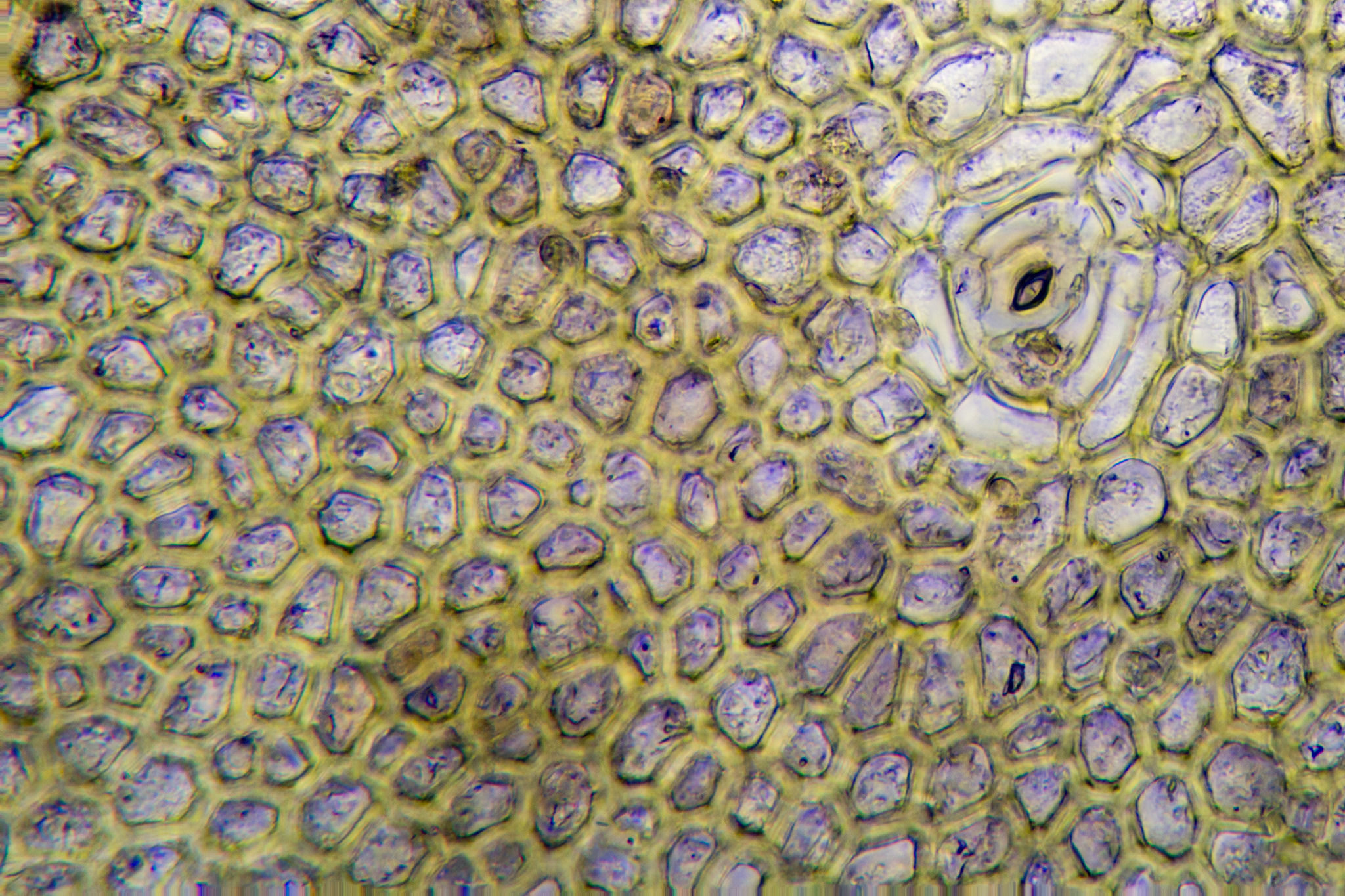 Раковина под микроскопом