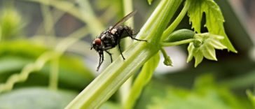 mosca en la comida