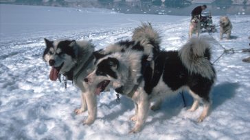 No hay perros en la Antártida: ¿Por qué?