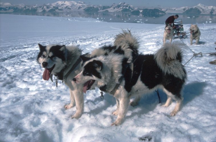 No hay perros en la Antártida: ¿Por qué?